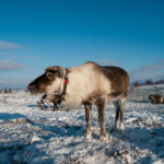 Reindeer herders and coast dwellers of Pomor village