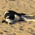 #India #Goa #travelblog #maverickbird