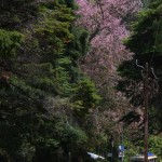 #India #travelblog #maverickbird