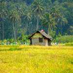 #Philippines #travelblog #bohol