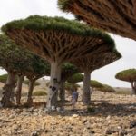 #Travelbloggerindia #Socotraisland #Yementourism #incredibledestinationsonearth #blooddragontree