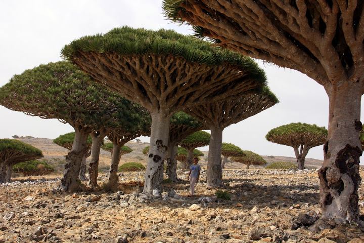 #Travelbloggerindia #Socotraisland #Yementourism #incredibledestinationsonearth #blooddragontree