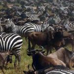 #wildlifesafaritanzania #Travelbloggerindia #Travelblog #Tanzaniatravelblog #tanzaniatourism #Tanzaniawildlifespotting #wildlifesafariafrica