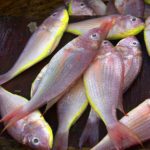 #thegoavilla #goatravelblog #goatourism #travelbloggerindia #travelblogindia #topthingstodoingoa