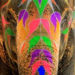 visit dera amer is a thing to do in jaipur with kids