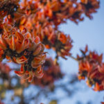 palash flowers of purulia in spring