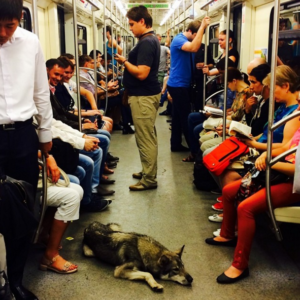 dogs in metros increase during moscow autumn