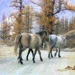 russia travel to siberia