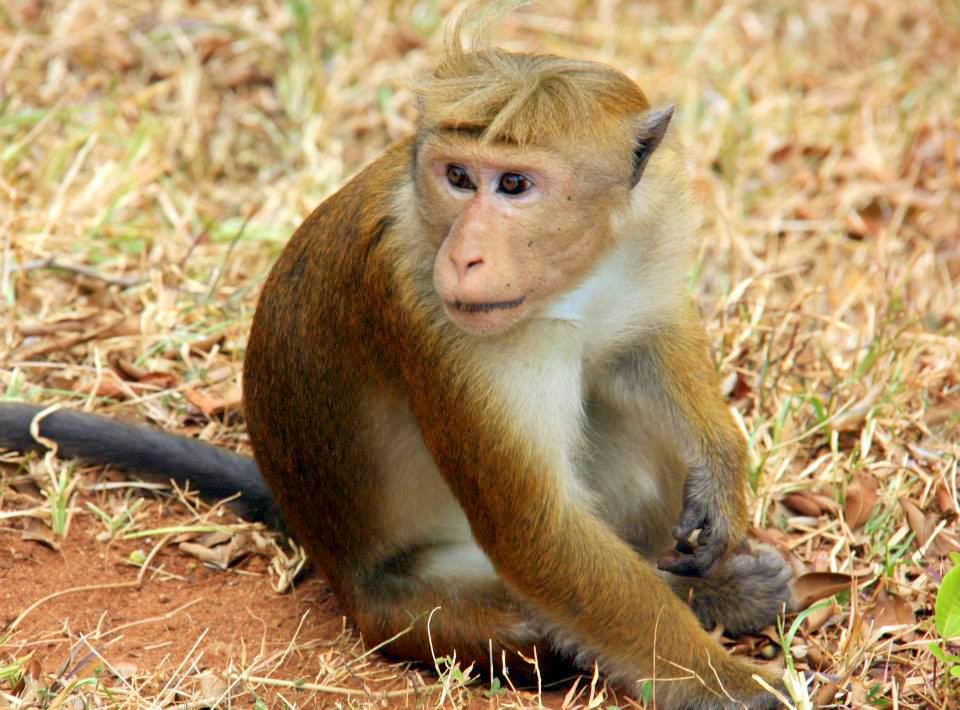 Keep an eye on the cheeky monkeys and wild bee hives at the Lion Rock