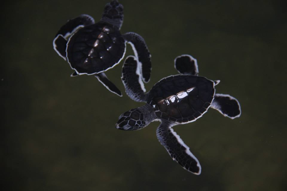 Baby turtles at the hatchery near Koggala beach