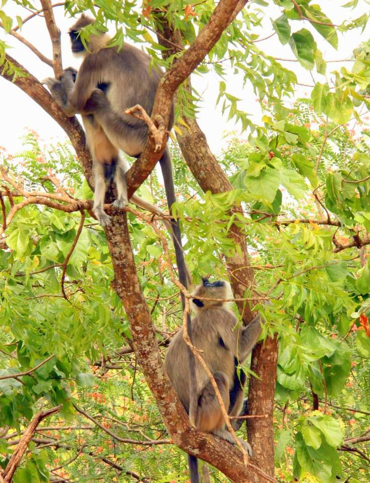 Sigiriya or the Lion Rock is definitely worth a visit