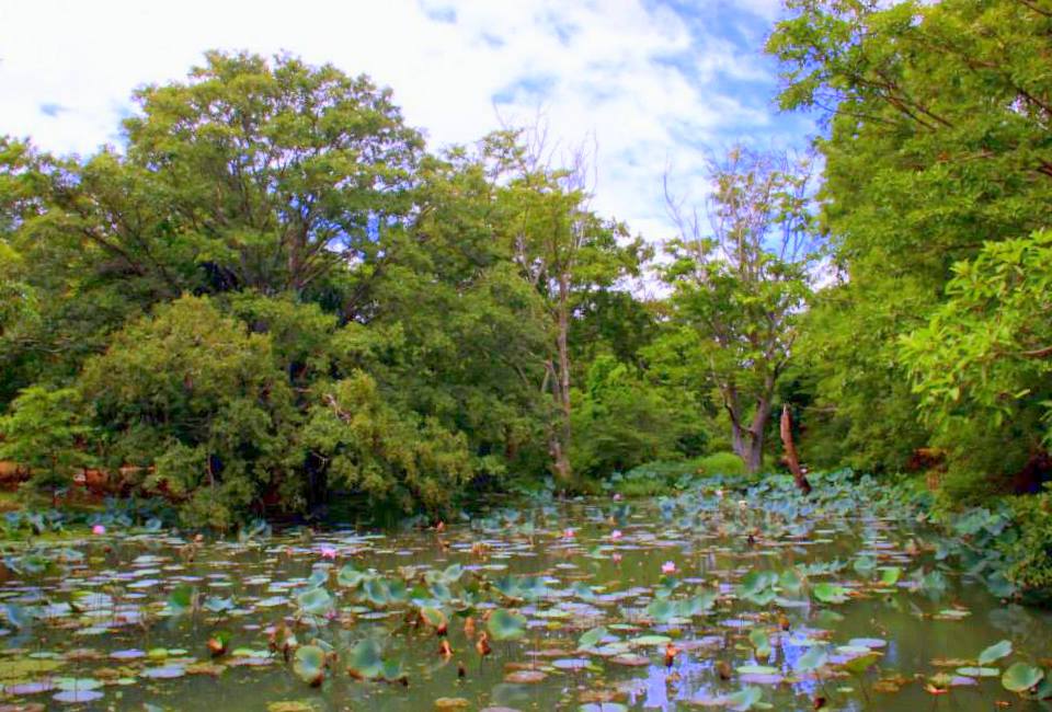 Lily pad filled moats of Sigiriya