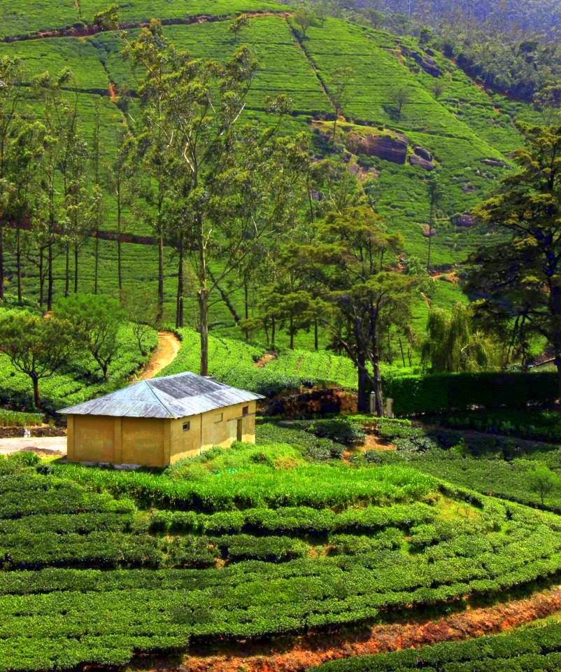 hill country of sri lanka is famous for tea